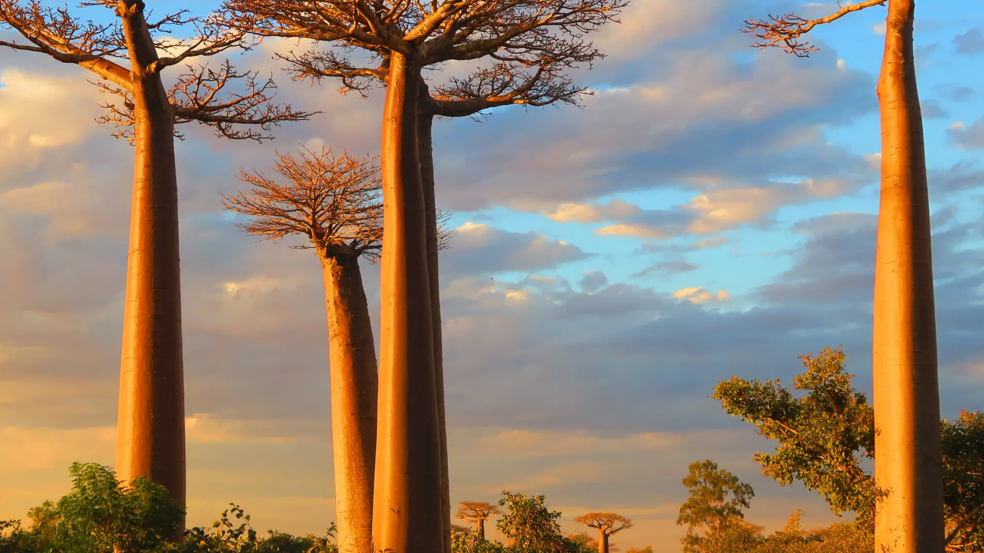 Viale di baobab al tramonto in Madagascar