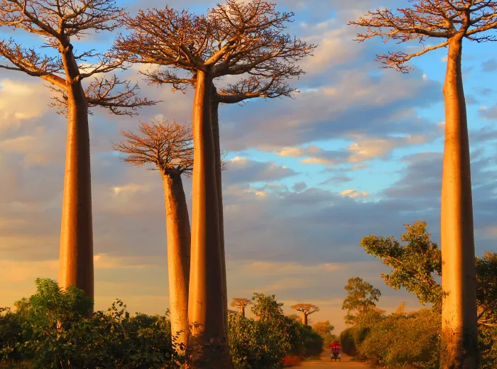 Baobab secolari al tramonto in Madagascar