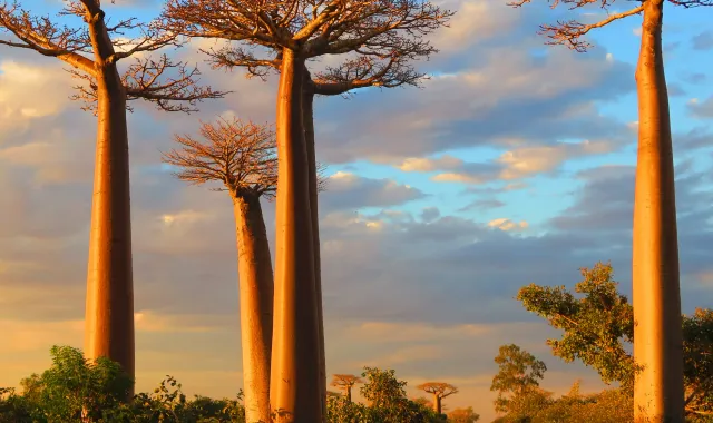 Baobab secolari al tramonto in Madagascar