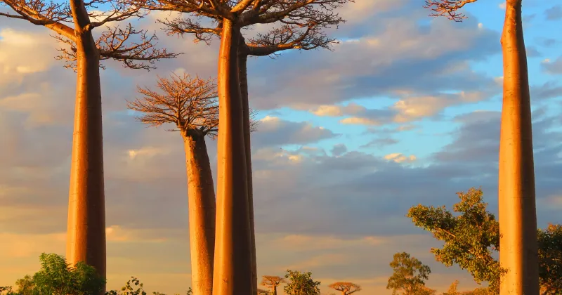 Baobab secolari al tramonto in Madagascar