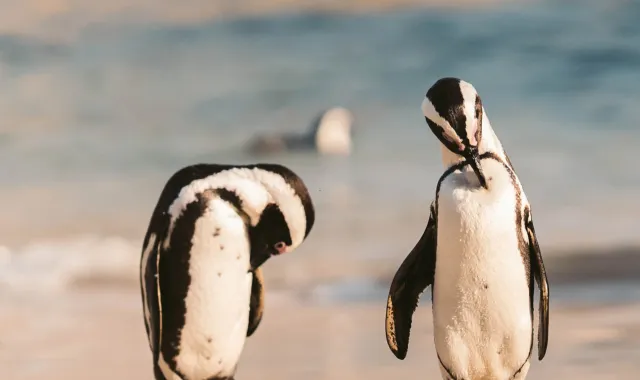 Pinguini africani su una spiaggia del Sudafrica