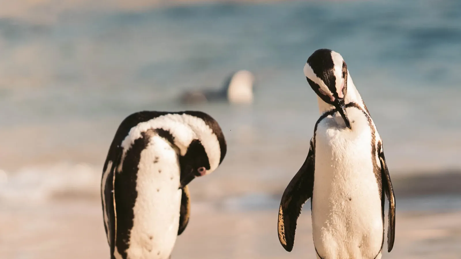 Pinguini africani sulla costa del Sudafrica