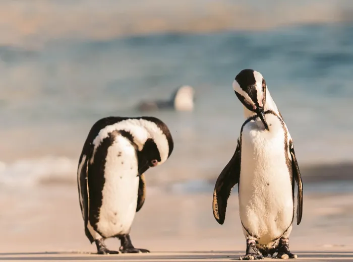 Pinguini africani su una spiaggia del Sudafrica