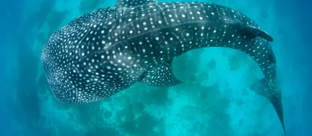 Squalo balena nelle acque dell'isola di Mafia