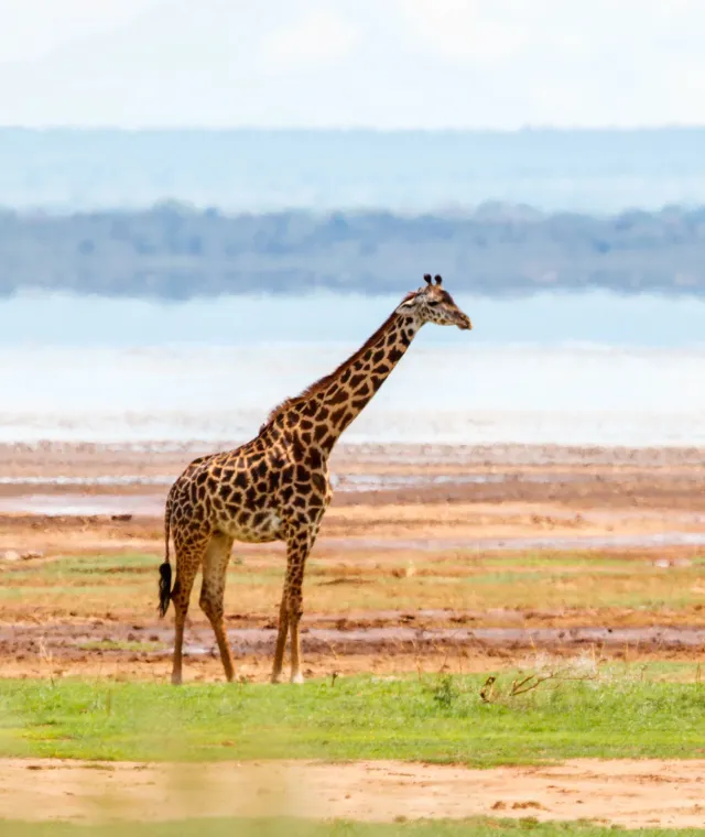 Giraffa sulle rive del Lago Manyara