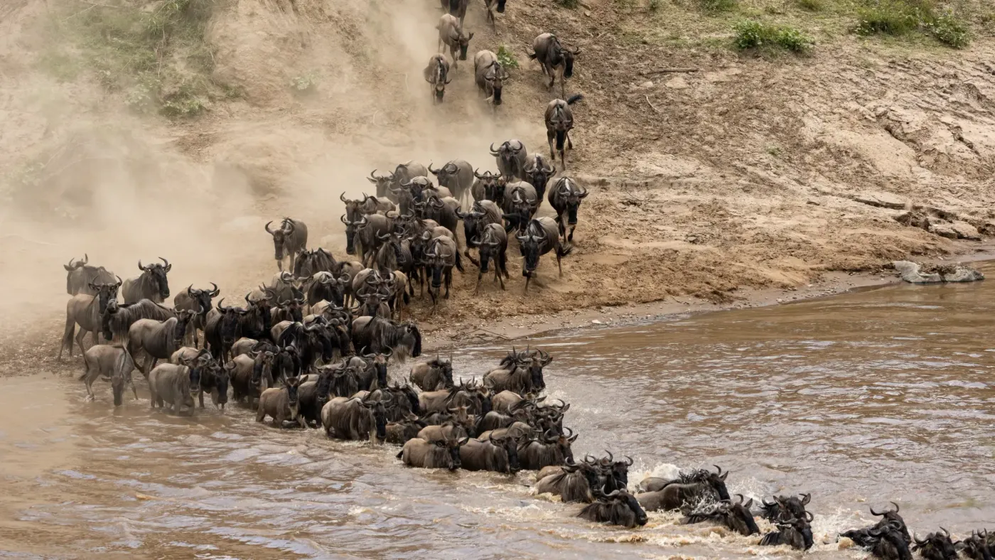Gnu che attraversano un fiume durante gli spostamenti della Grande Migrazione