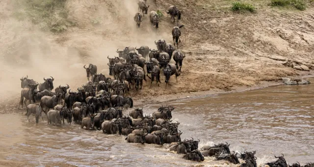 Branco di gnu attraversa il fiume durante la grande migrazione