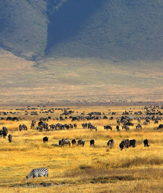 Gnu e zebre al pascolo sul fondo del cratere di Ngorongoro