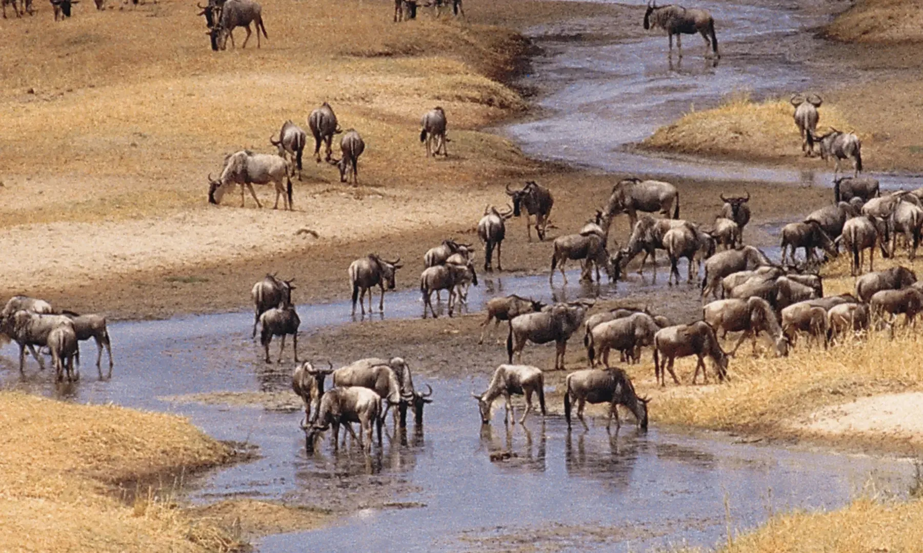 Mandria di gnu radunata lungo un corso d'acqua durante la Grande Migrazione nel Serengeti