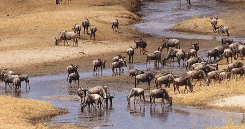 Mandria di gnu in movimento lungo un corso d'acqua durante la Grande Migrazione