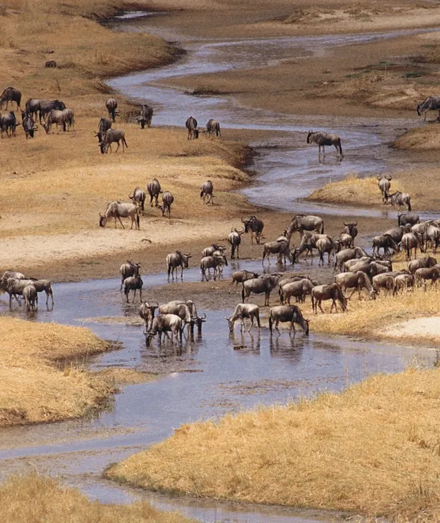 Branco di gnu lungo il fiume nel Parco Nazionale del Tarangire