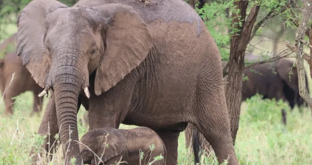 Elefantessa con il suo cucciolo durante un safari