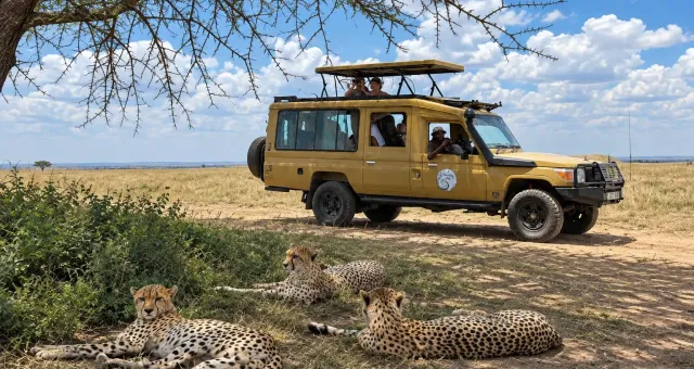 Jeep safari A Donde Vas Viaggi con tre ghepardi nel Serengeti