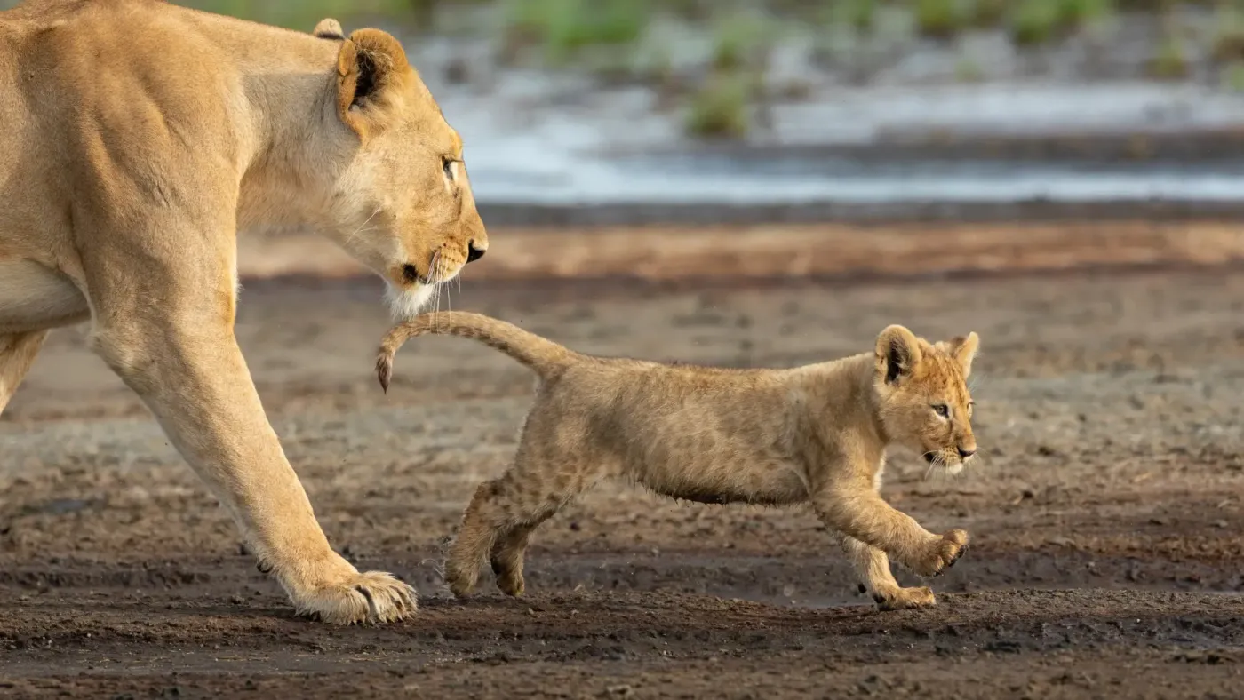 Leonessa con il suo cucciolo nella savana durante la stagione delle nascite