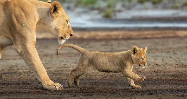 Leonessa con il suo cucciolo durante un safari con Ndutu