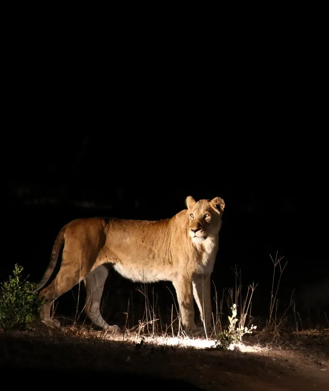 Leonessa illuminata dai fari nel buio durante un safari notturno