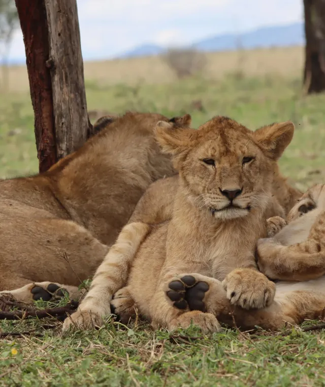 Leonesse e cuccioli di leone a riposo nel Serengeti