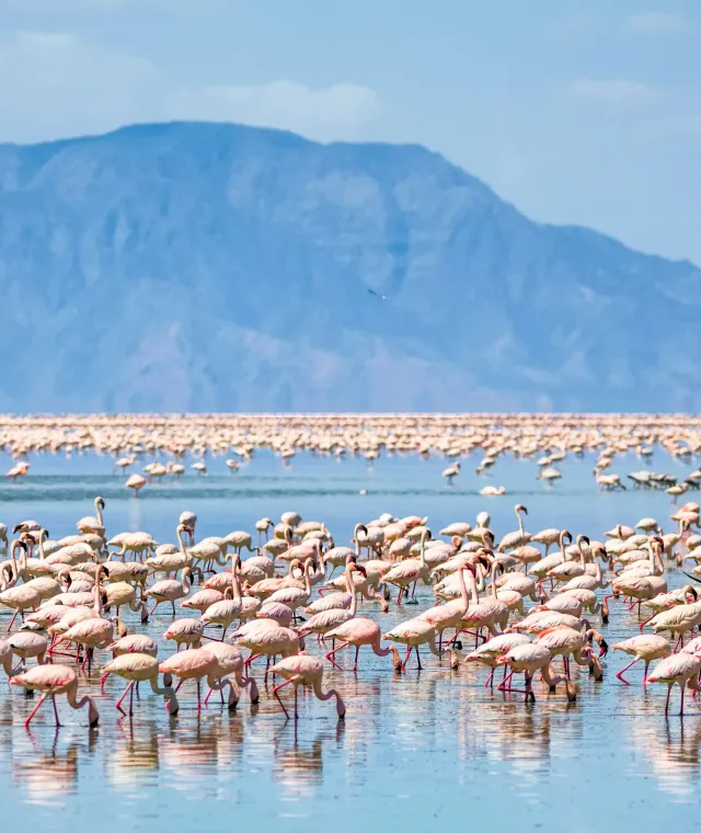 Migliaia di fenicotteri sulle acque del Lago Natron