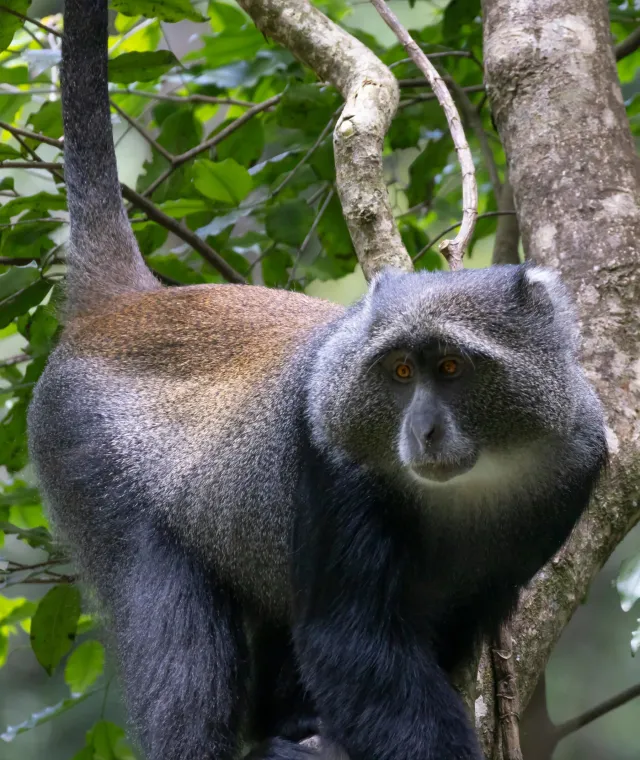 Scimmia blu (cercopiteco di Sykes) su un albero nel Parco di Arusha