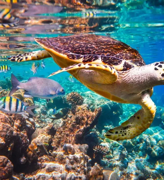 Tartaruga marina che nuota tra i coralli e i pesci tropicali